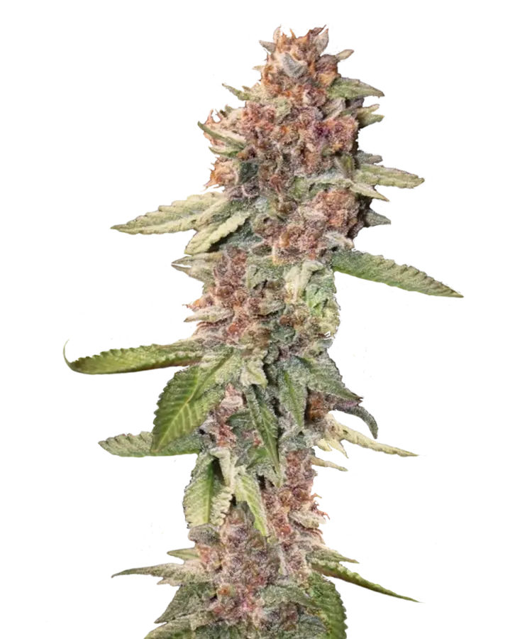 cannabis-and-alzheimers