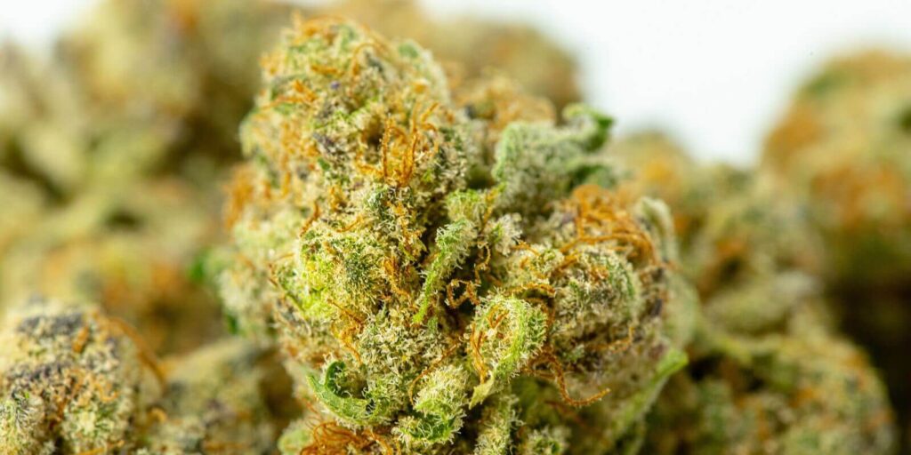 cannabis-flower