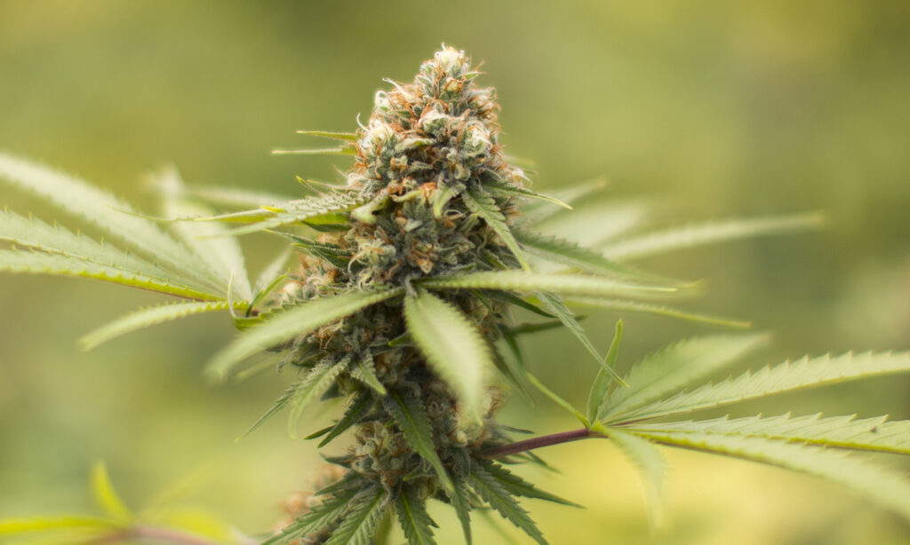 cannabis in oklahoma