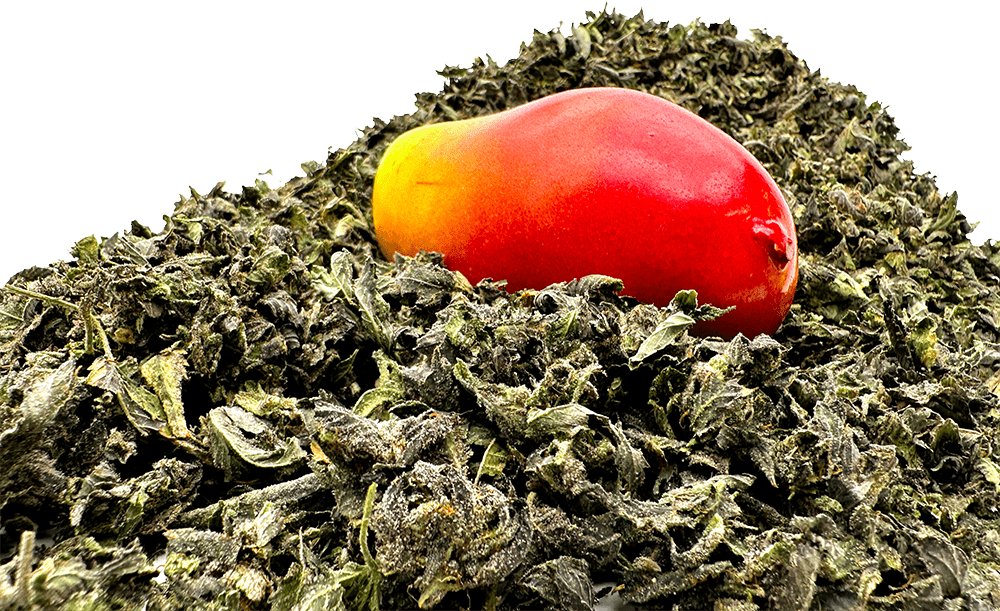 dispensaries-in-new-mexico
