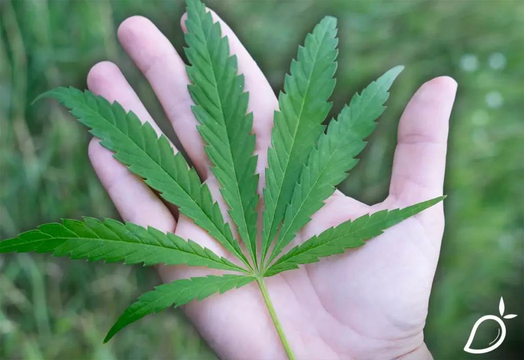 weed-leaf